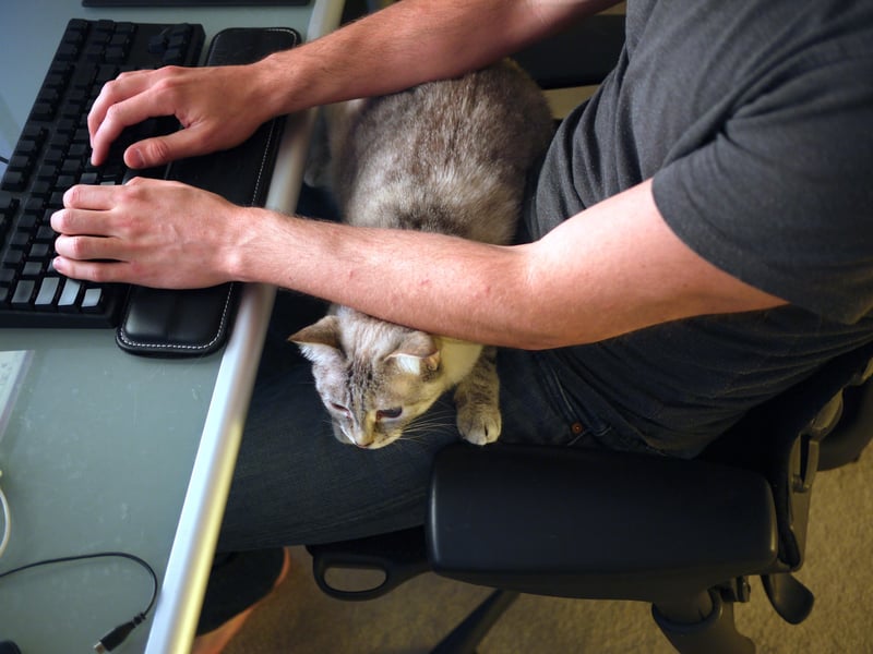 Purrfect Filco Ninja wrist rest : r/MechanicalKeyboards